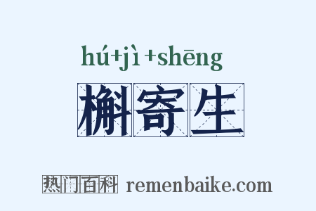 槲寄生是什么意思的图片